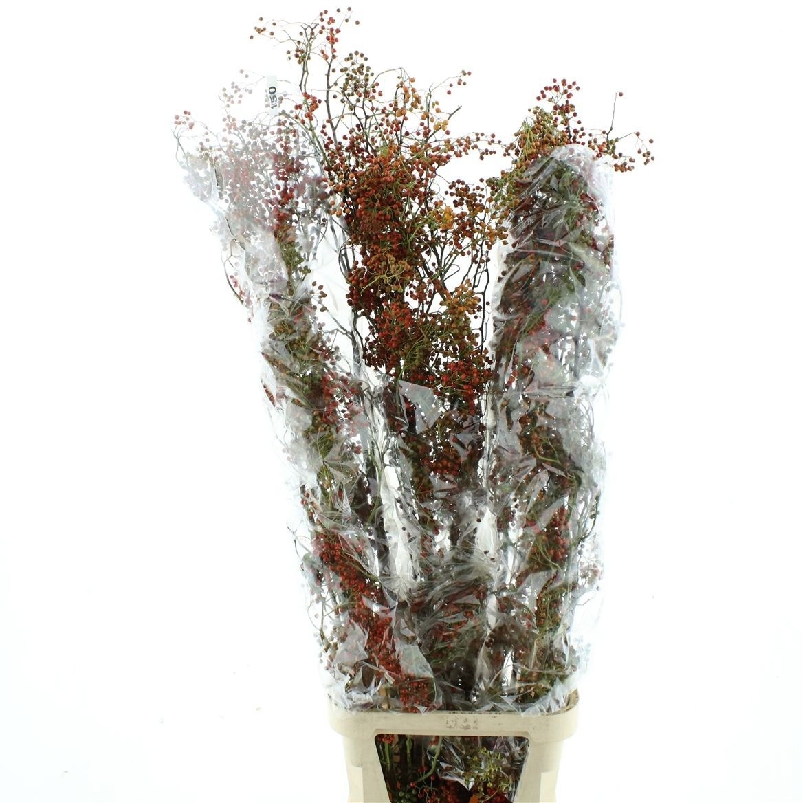 Rosehips Corallo 150cm