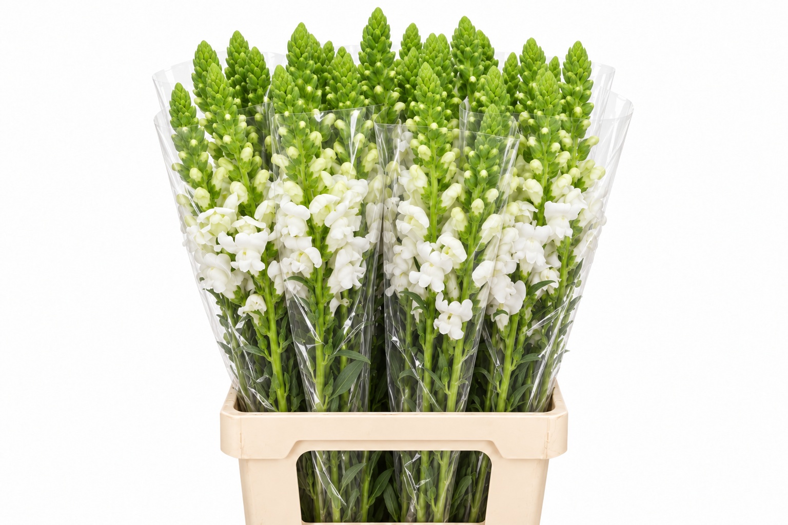 Antirrhinum Poto Early White 60cm