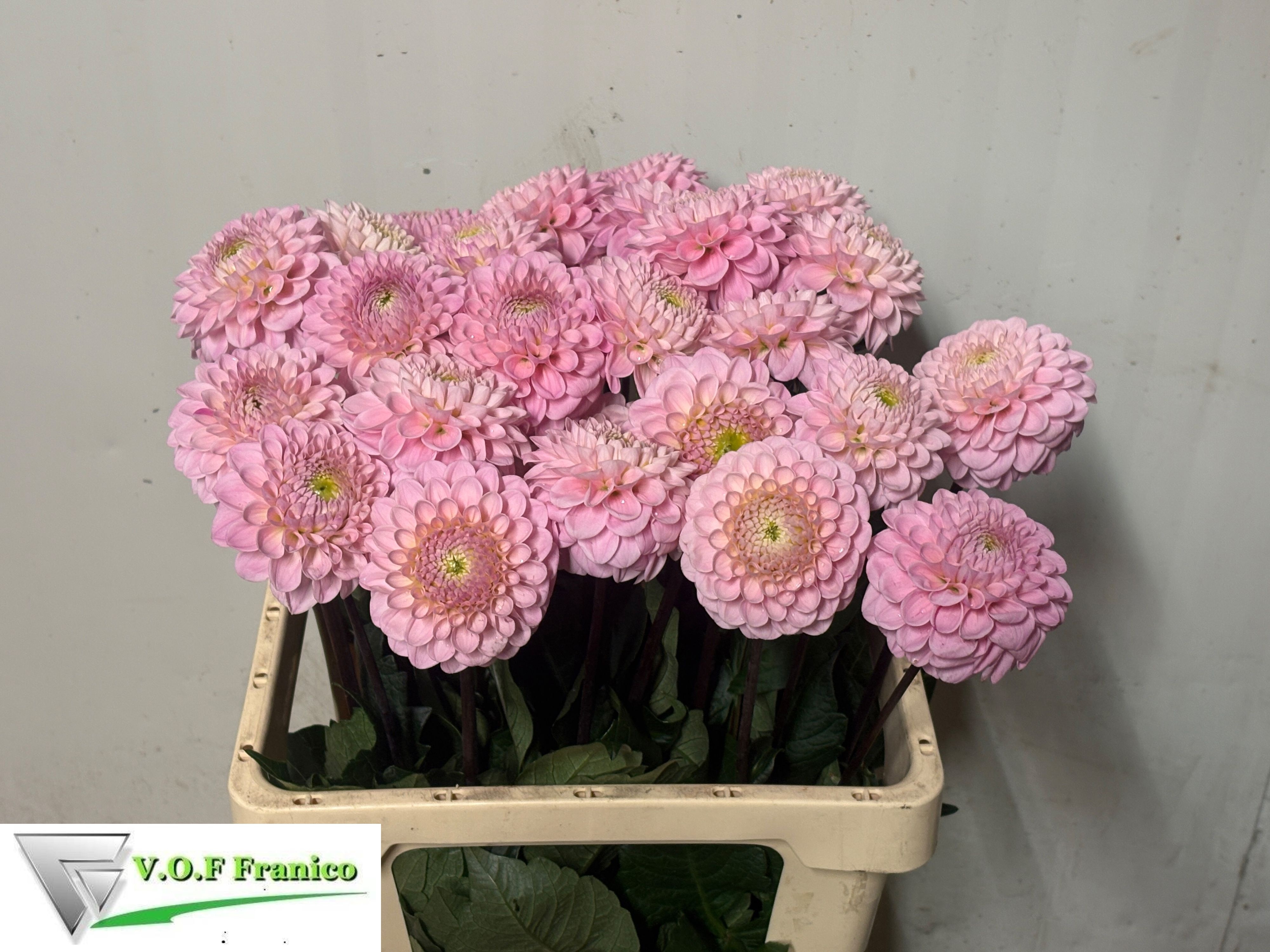 Dahlia Ball Wizz Of Oz 60cm