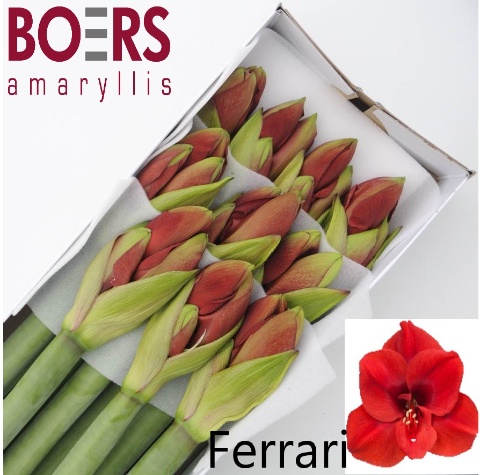 Hippeastrum Ferrari 4bl