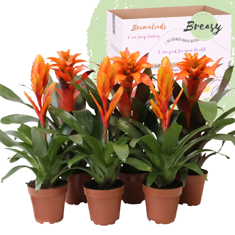 Picture of Bromelia Orange P12 45cm