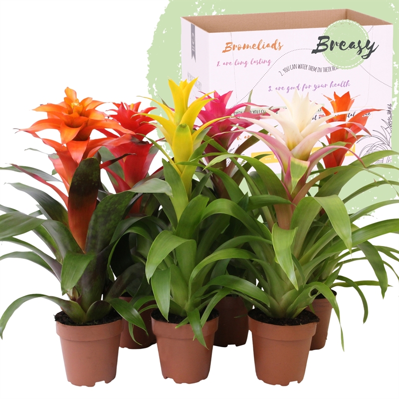 Picture of Guzmania Cupcake P12 45cm