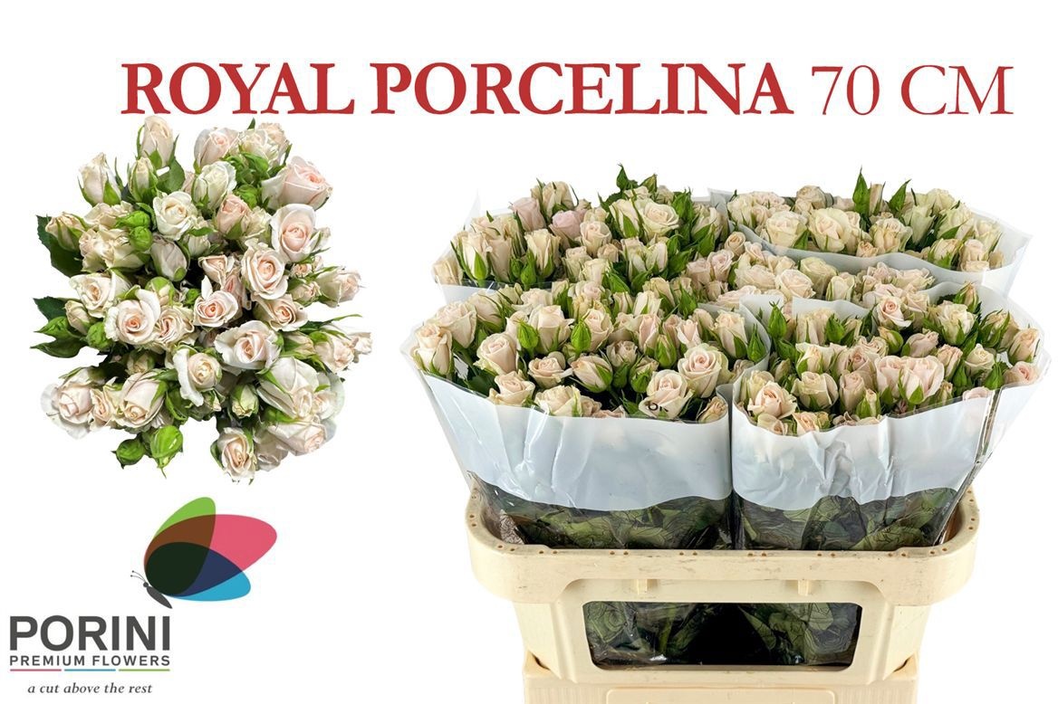 Rosa Spray Royal Porcelina 70cm