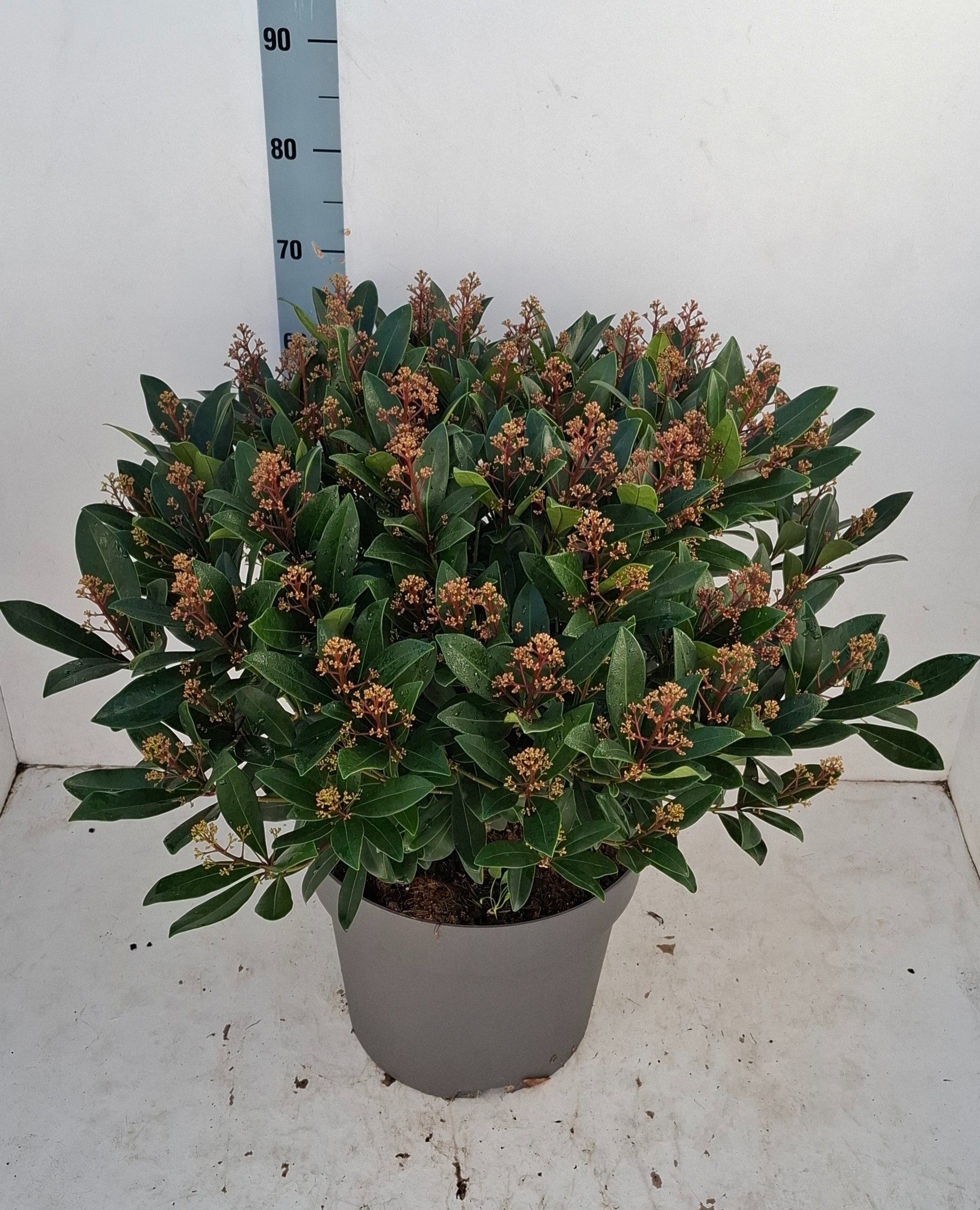 Skimmia jap. 'Rubella' 75+ Flower