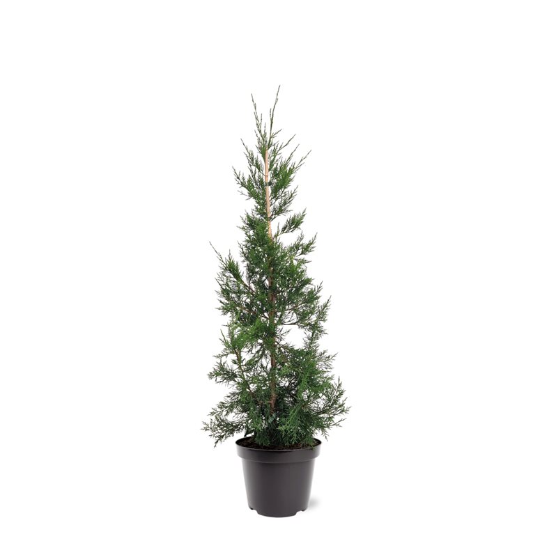 Picture of Juniperus chinensis Keteleeri P26 (7.5 Ltr)