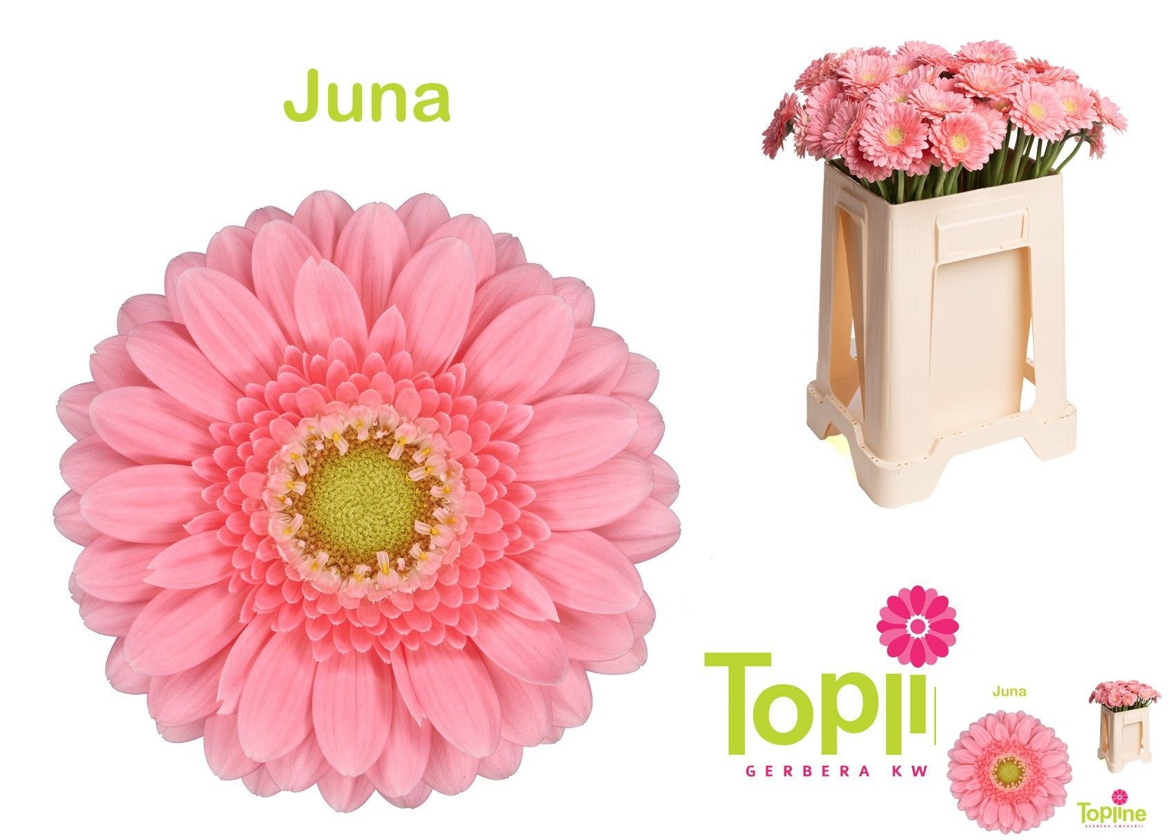 Ge Mi Juna