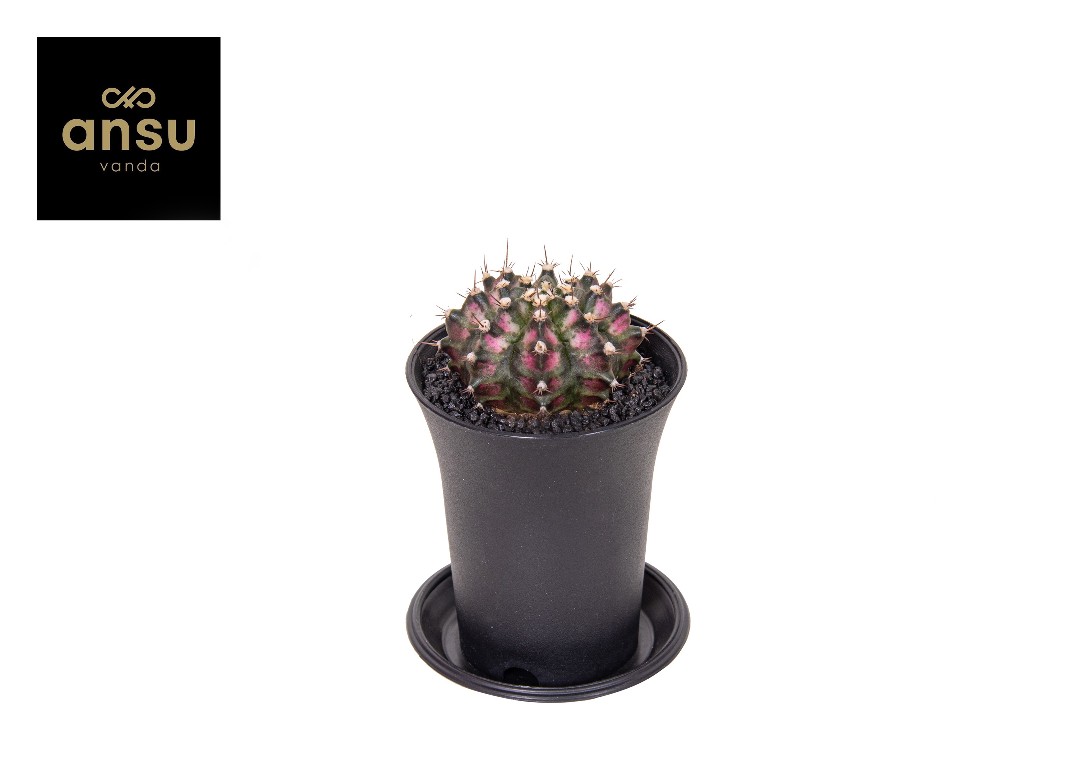 Picture of Gymno Cactus T-Rex Hybrid Pink P7.5 13CM