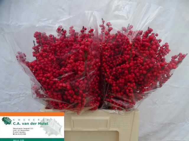 Ilex Verticlilata 60cm
