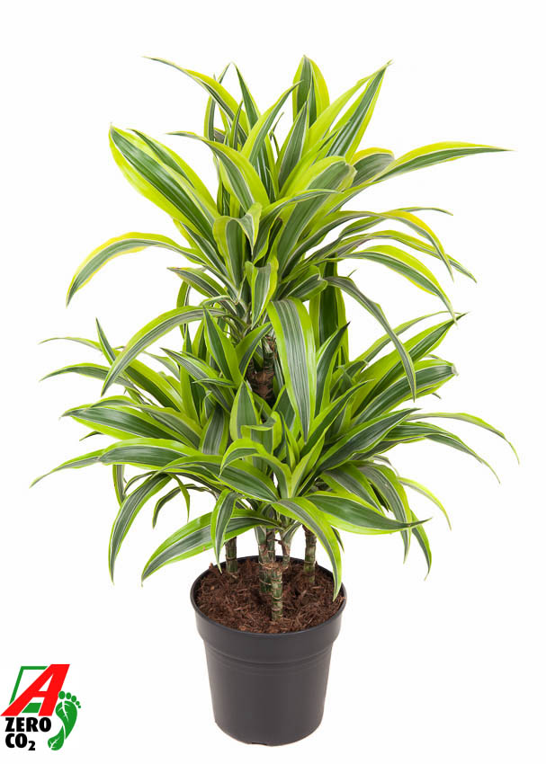 Picture of Dracaena Lemon Lime 45-carrousel P21 80CM