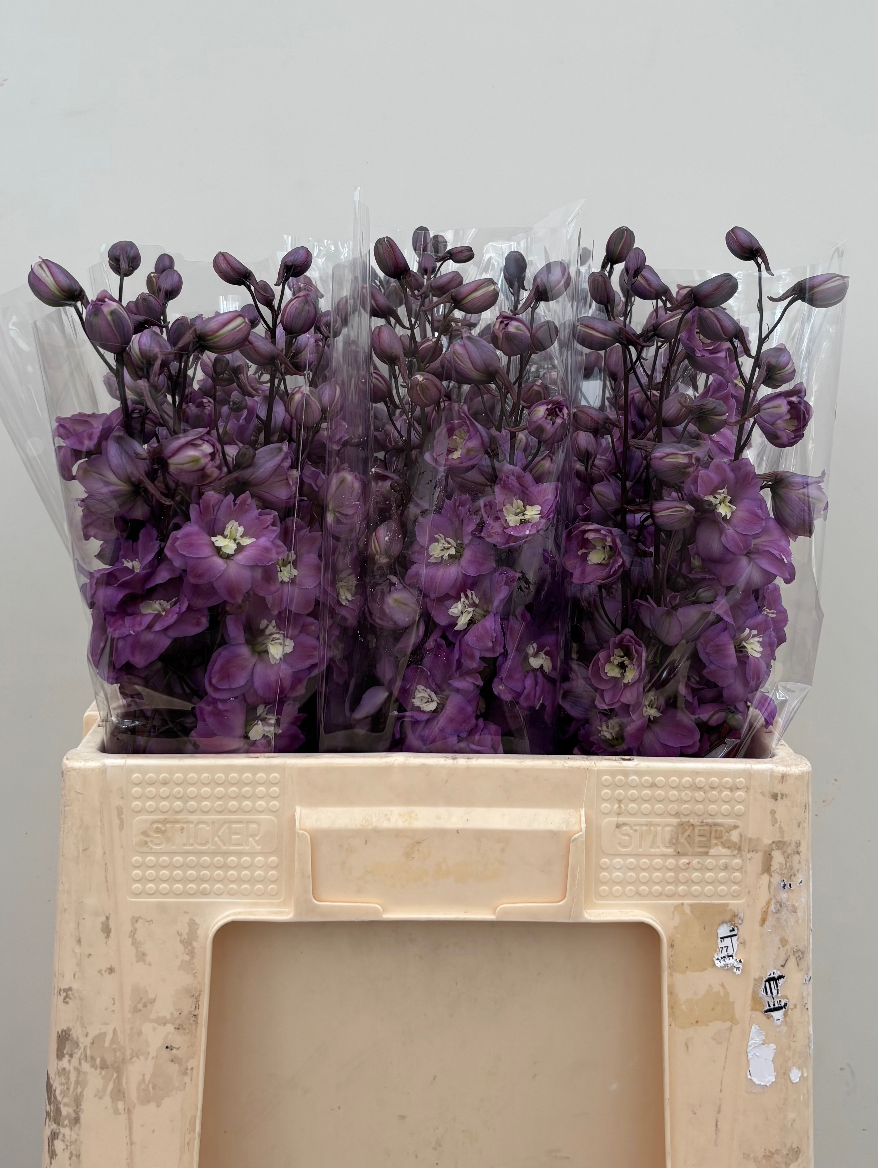Delphinium El Dewi Pink Floyd 60cm