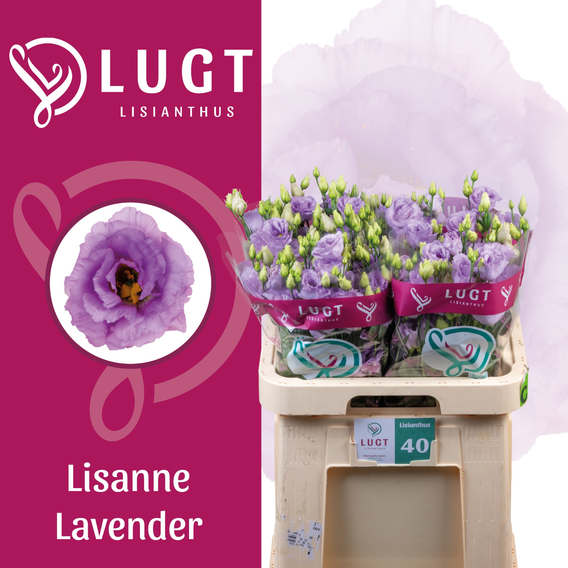 Eus G Lisanne Lavend 70L.cm 55+knop 24bloei