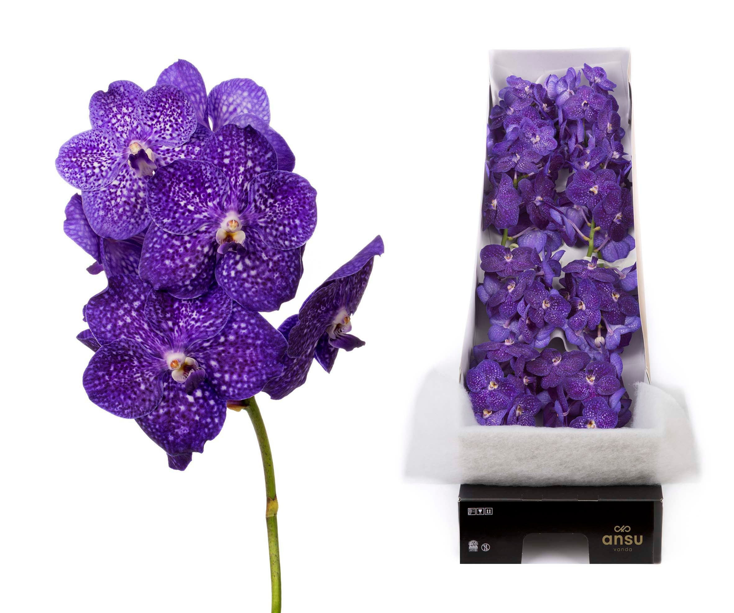 Vanda Ni Tweed Blue