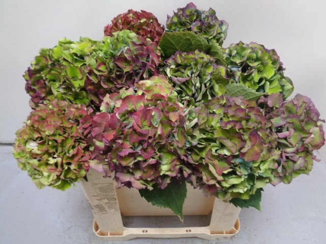 Hydrangea Royal Palace Classic 50cm 16Ø