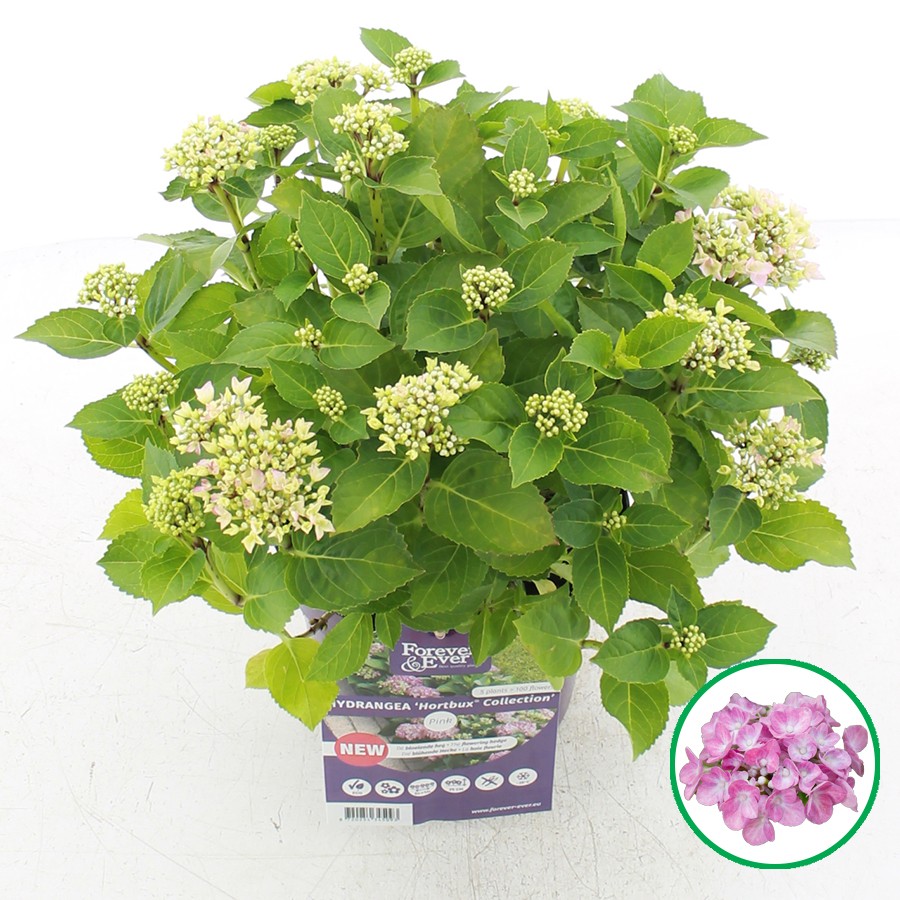 Picture of Hydrangea macr. Forever & Ever® Hortbux Pink
