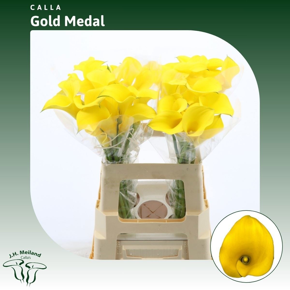 Calla Gold Medal 60cm