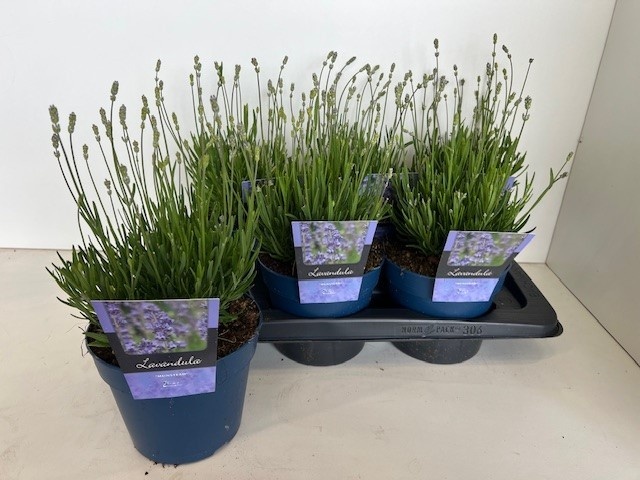 Picture of Lavandula ang. Munstead