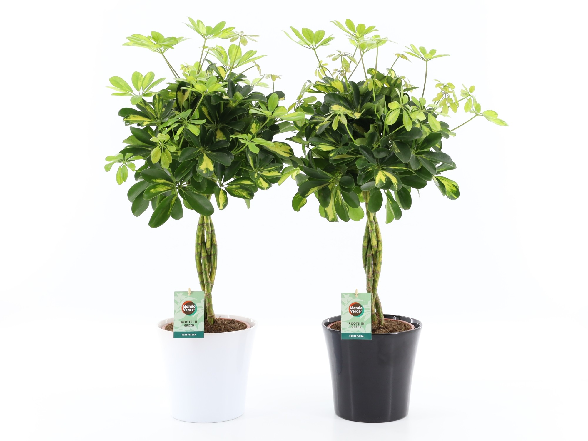 Picture of Schefflera arboricola Gold Capella in Black & White ceramic P22 75cm