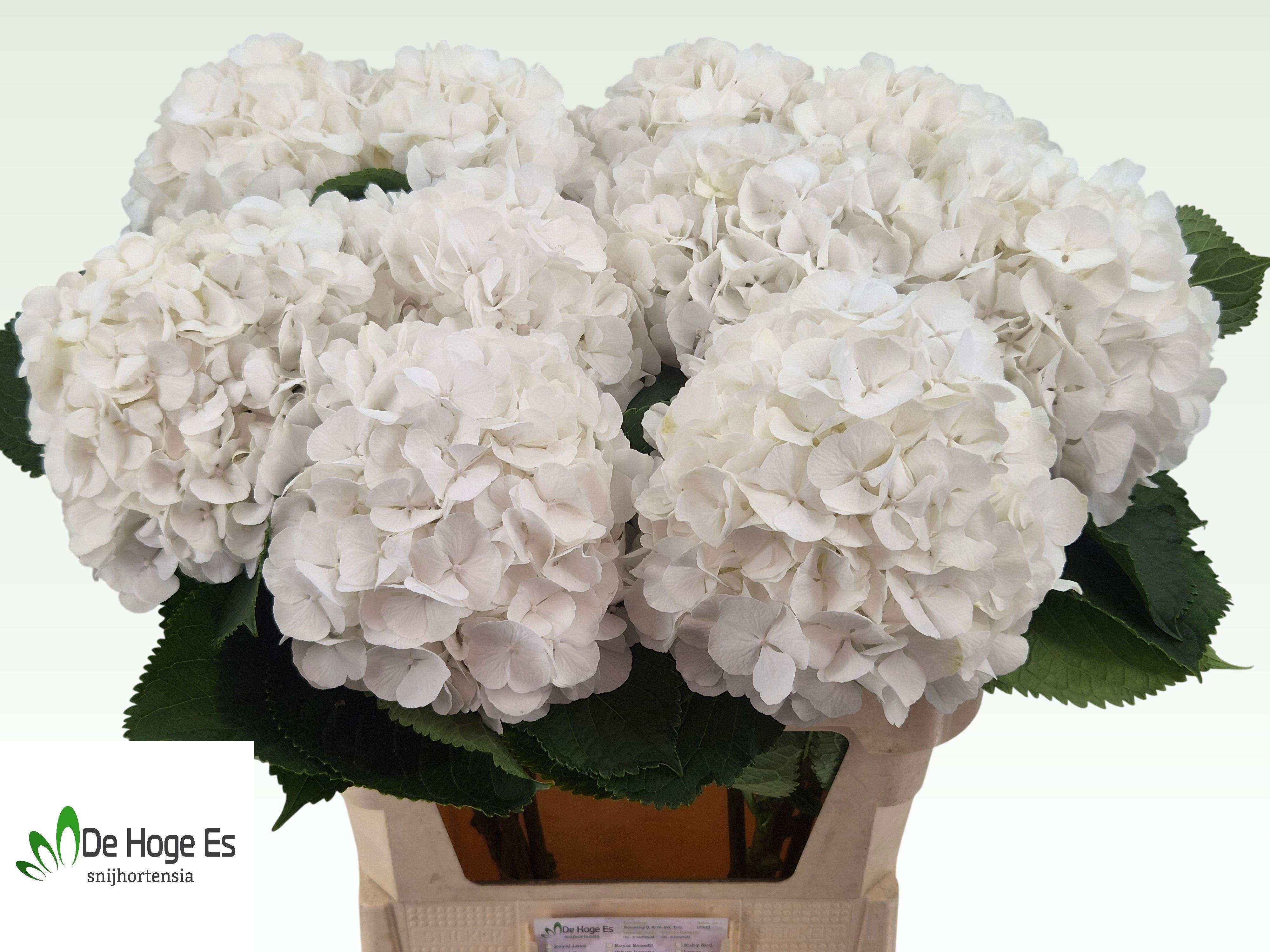 Hydrangea White Verena 80cm 23Ø