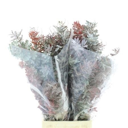 Acacia B Purpurea Bs 60cm 200gram