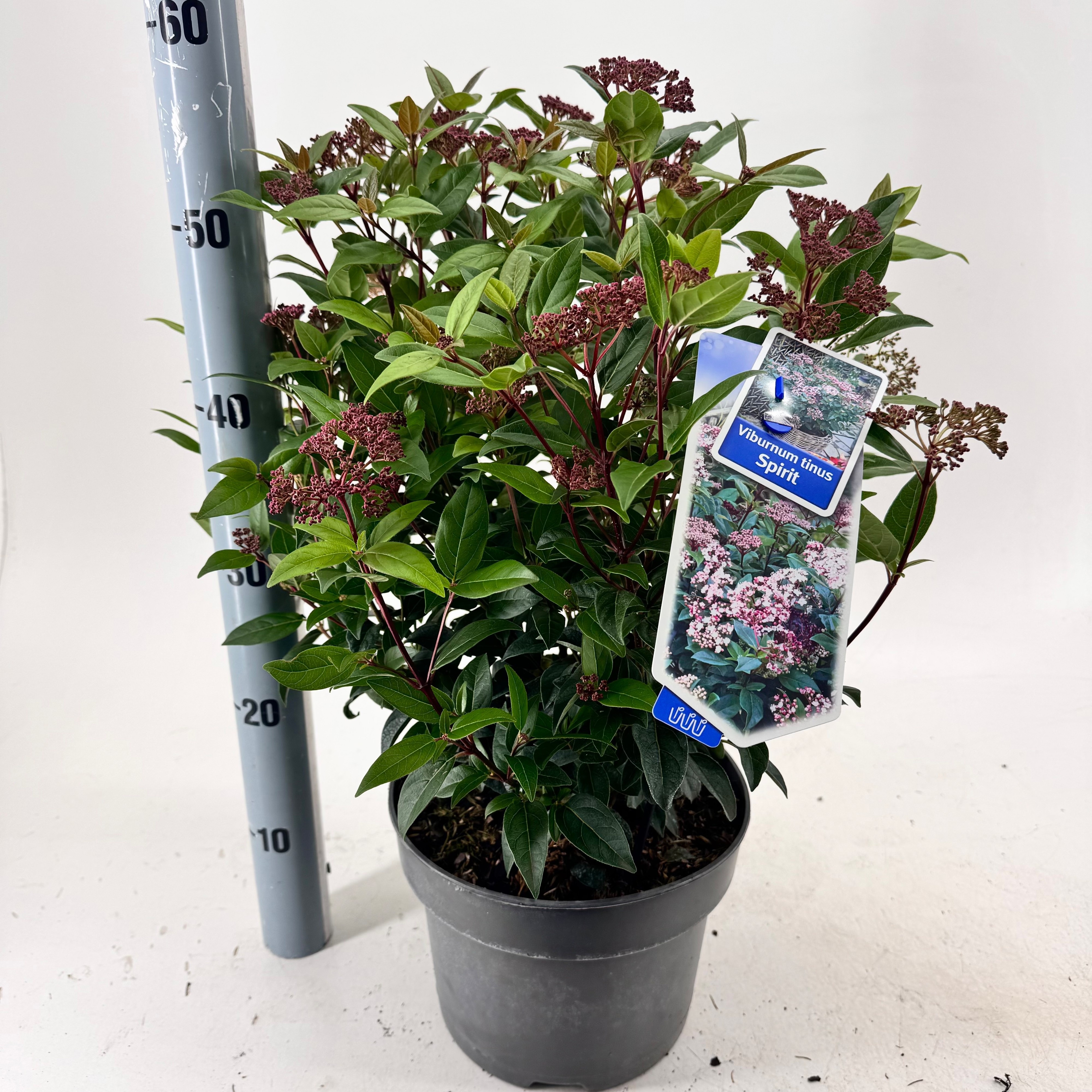Viburnum Tinus Spiri 60cm