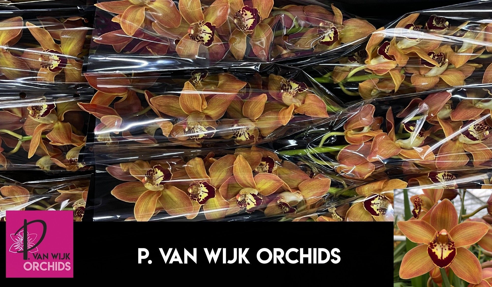 Cymbidium Charly Brown 8/11bl