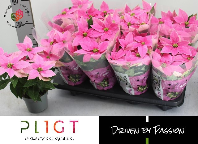 Euphor P Pri Ho Pink 12P 27H