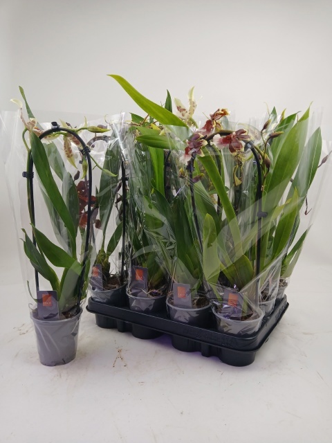 Orchideeen Gem 9P 45H 1TAK