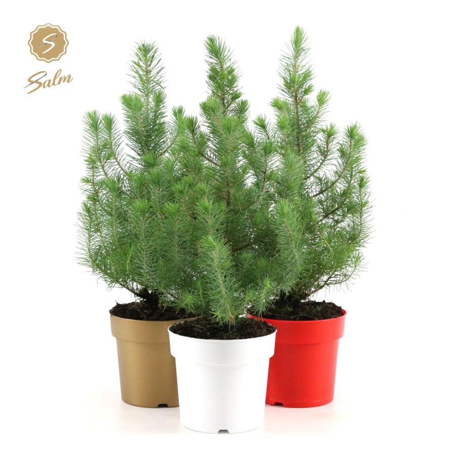 Picture of Pinus pinea Silver Crest in Pot Colour P17 50CM