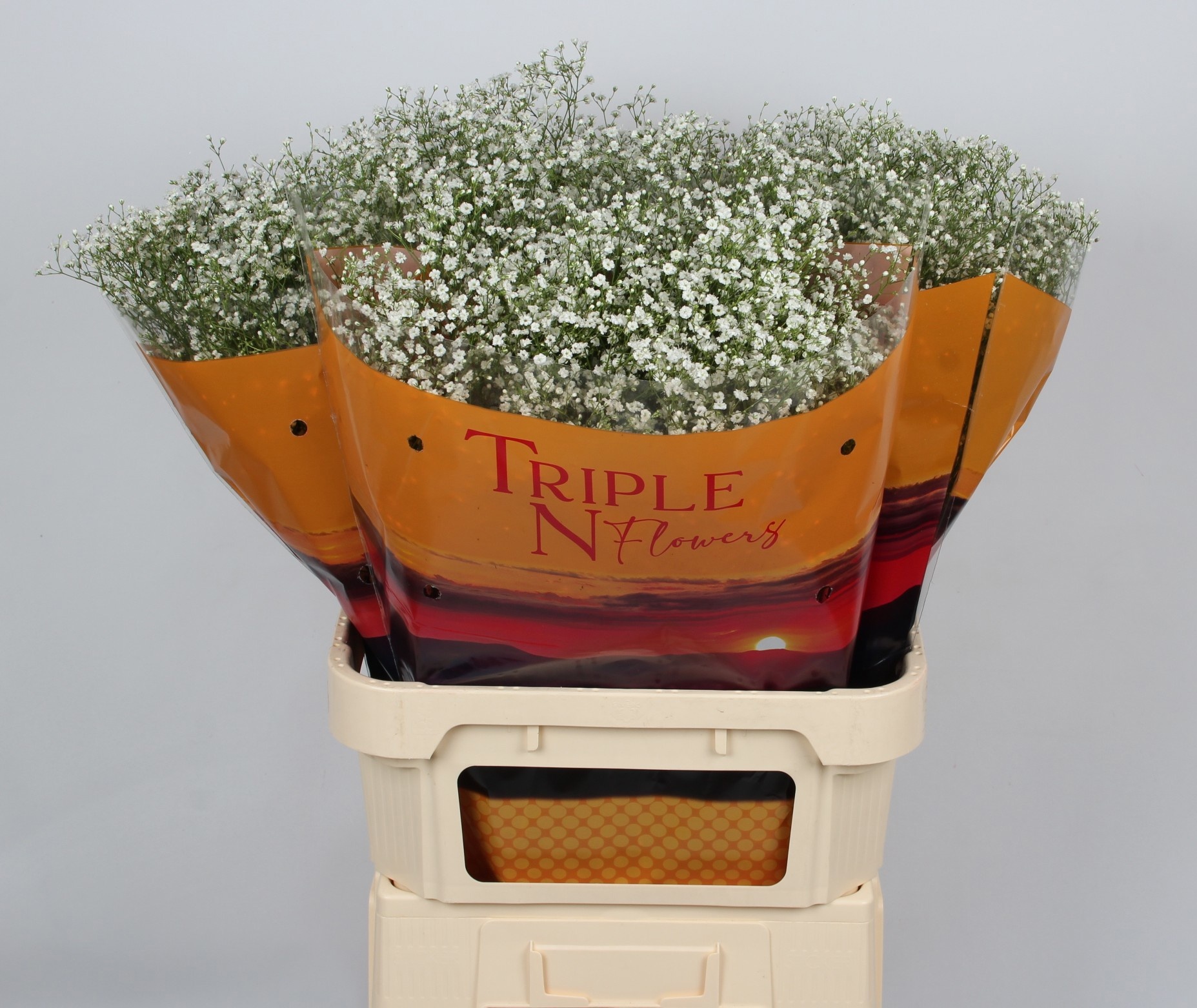 Gypsophila Discovery 80cm 20gram