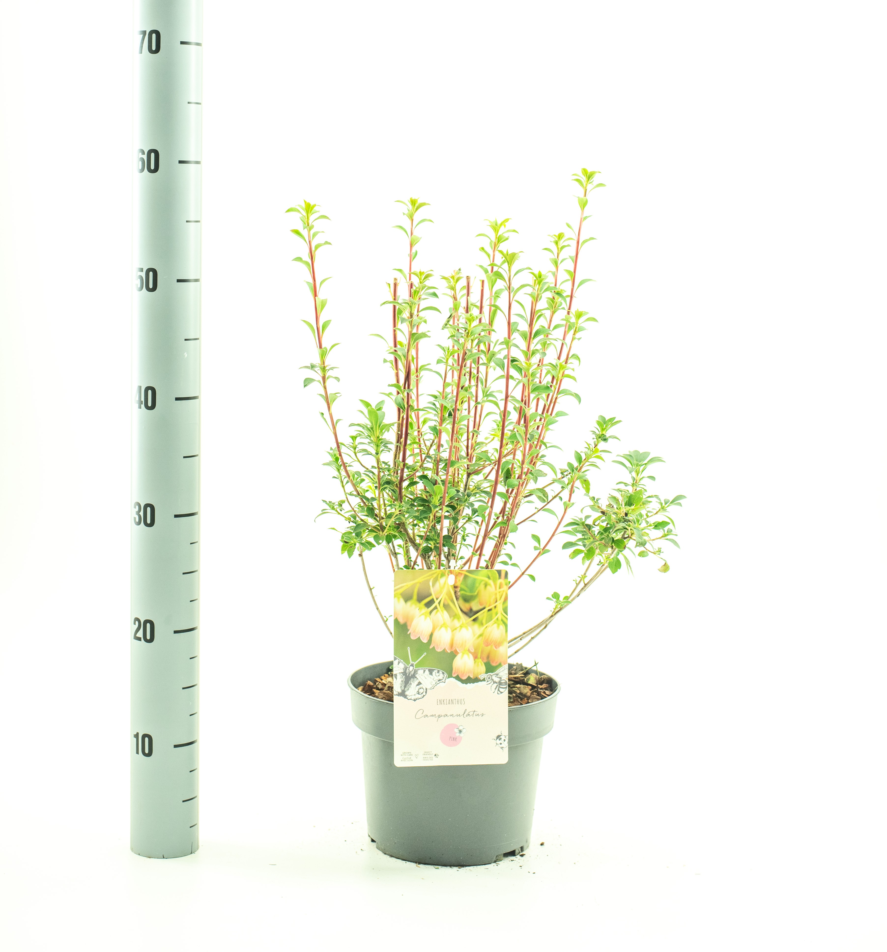 Picture of Enkianthus campanulatus P19 (3 Ltr) (LOOSE)