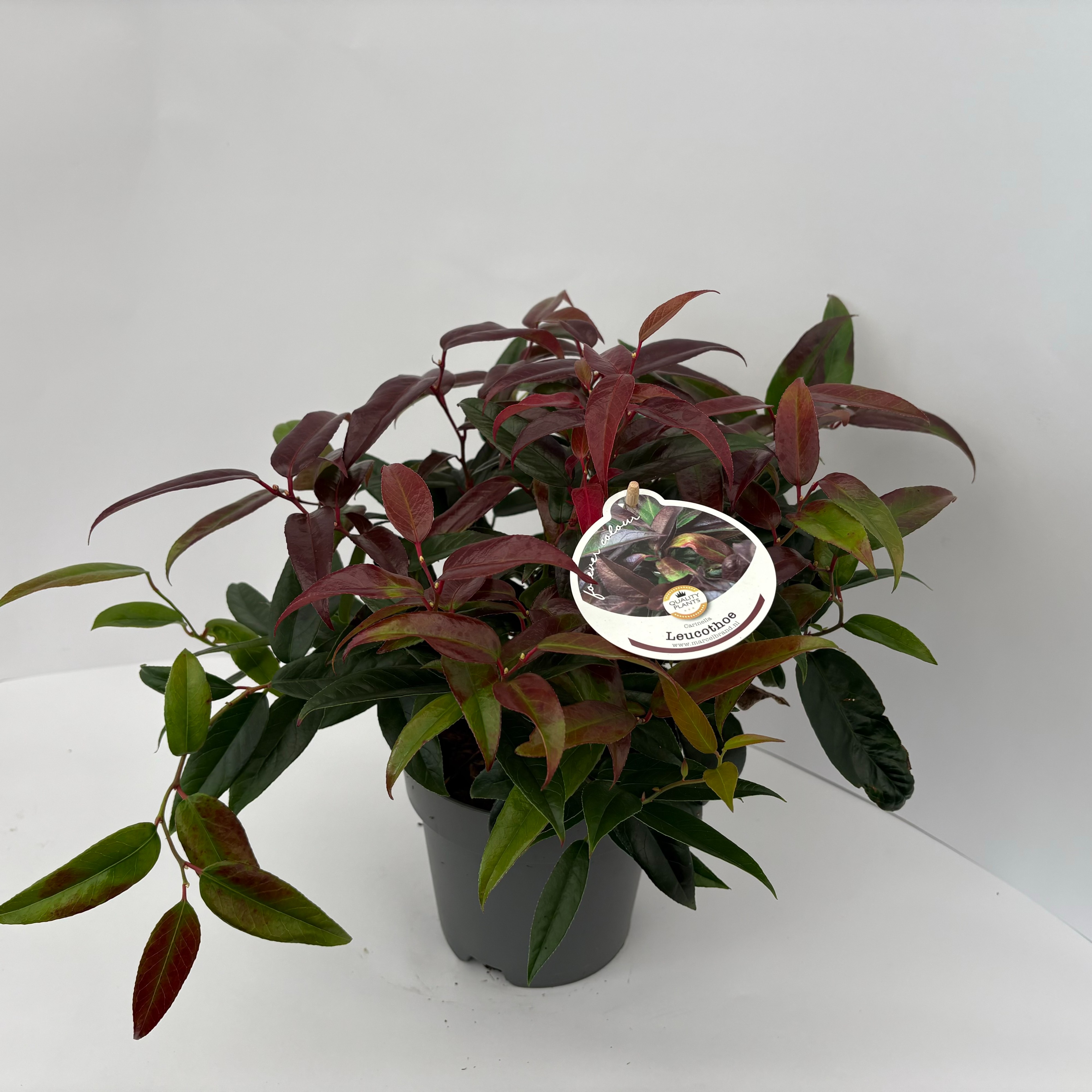 Picture of Leucothoe Carinella P17 (2 Ltr)