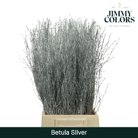Betula L60 Mtlc. Silver