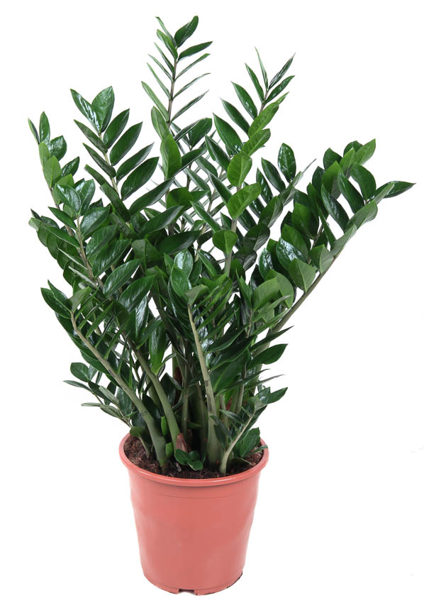 Picture of Zamioculcas zamiifolia P27 100CM