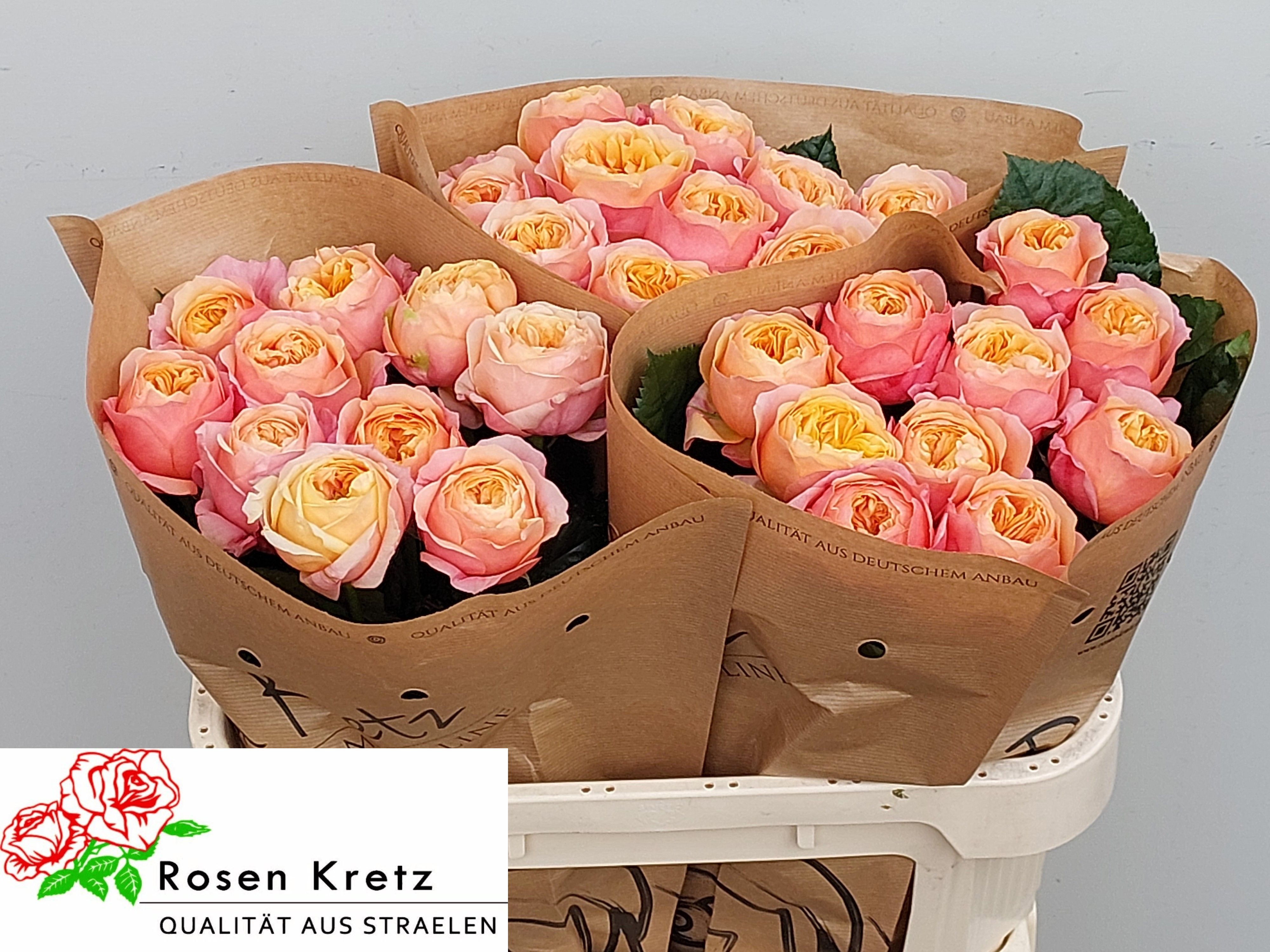 Rosa Dorset! 70cm