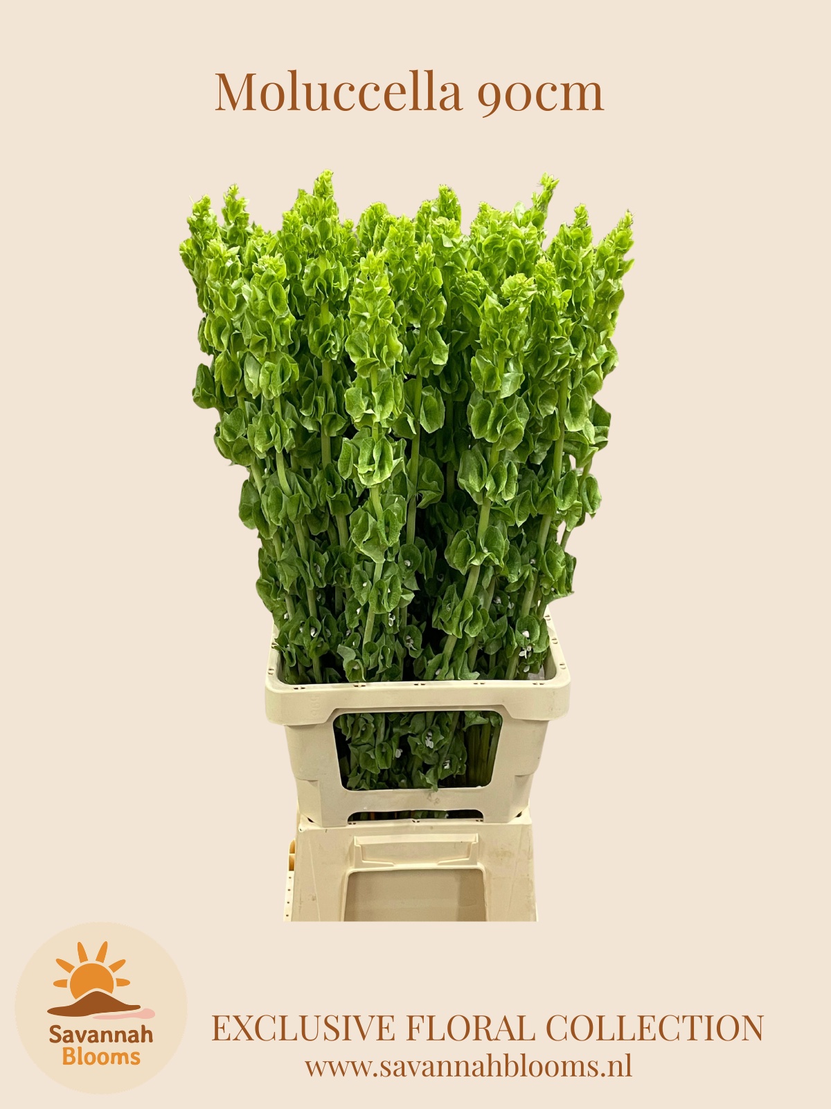 Molucella Esulema 90cm