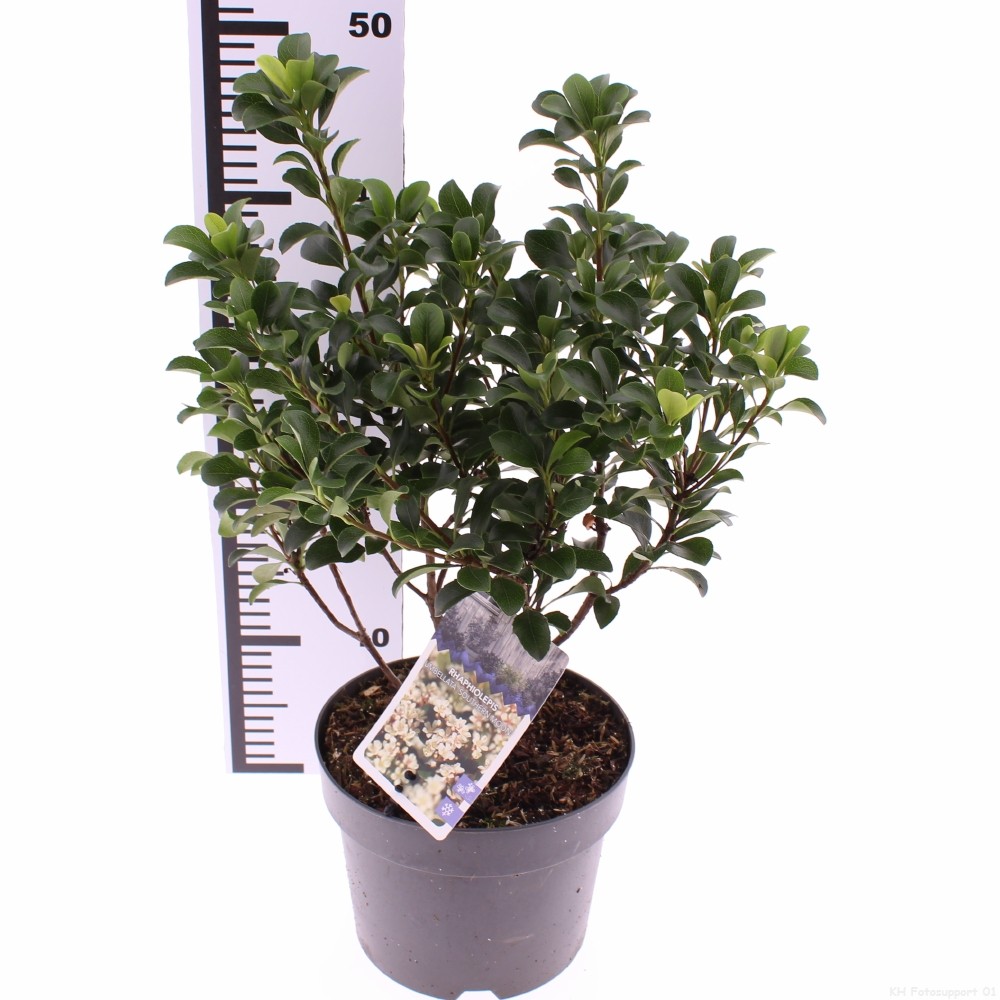 Picture of Rhaphiolepis umbellata Southern Moon P19 (3 Ltr)