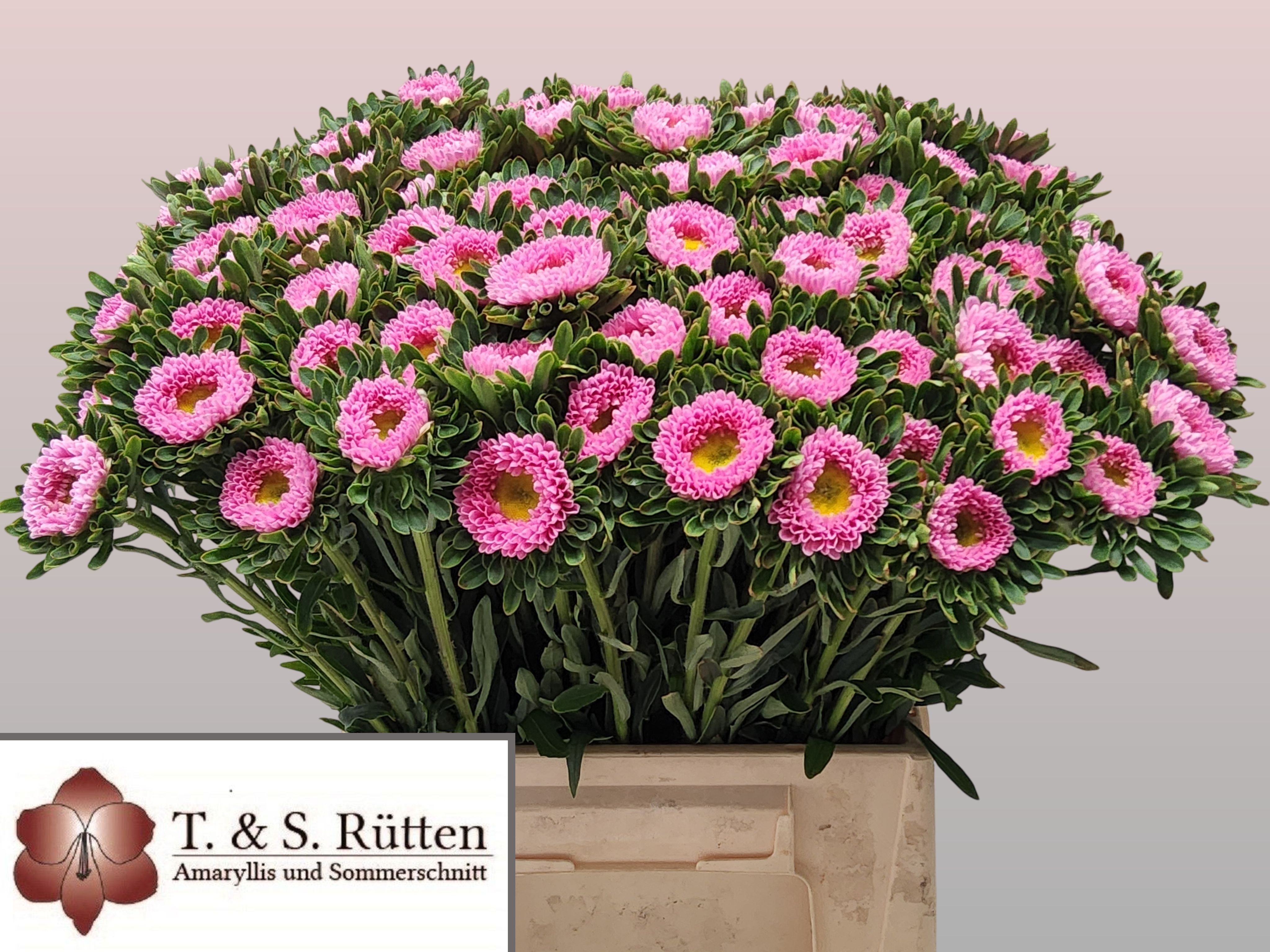 Callis Mats Pink