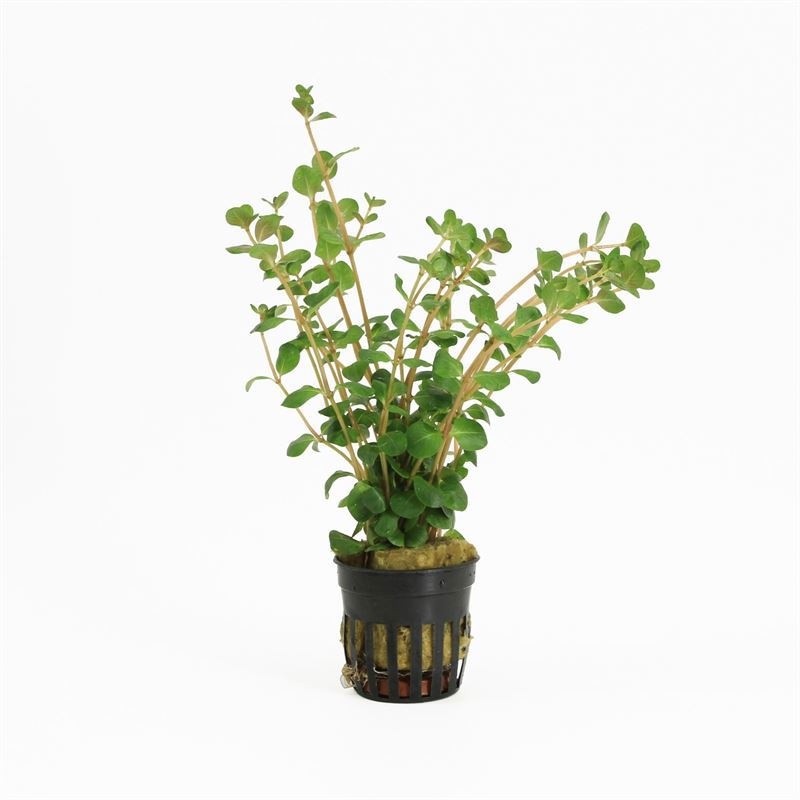 Rotala rotundifolia