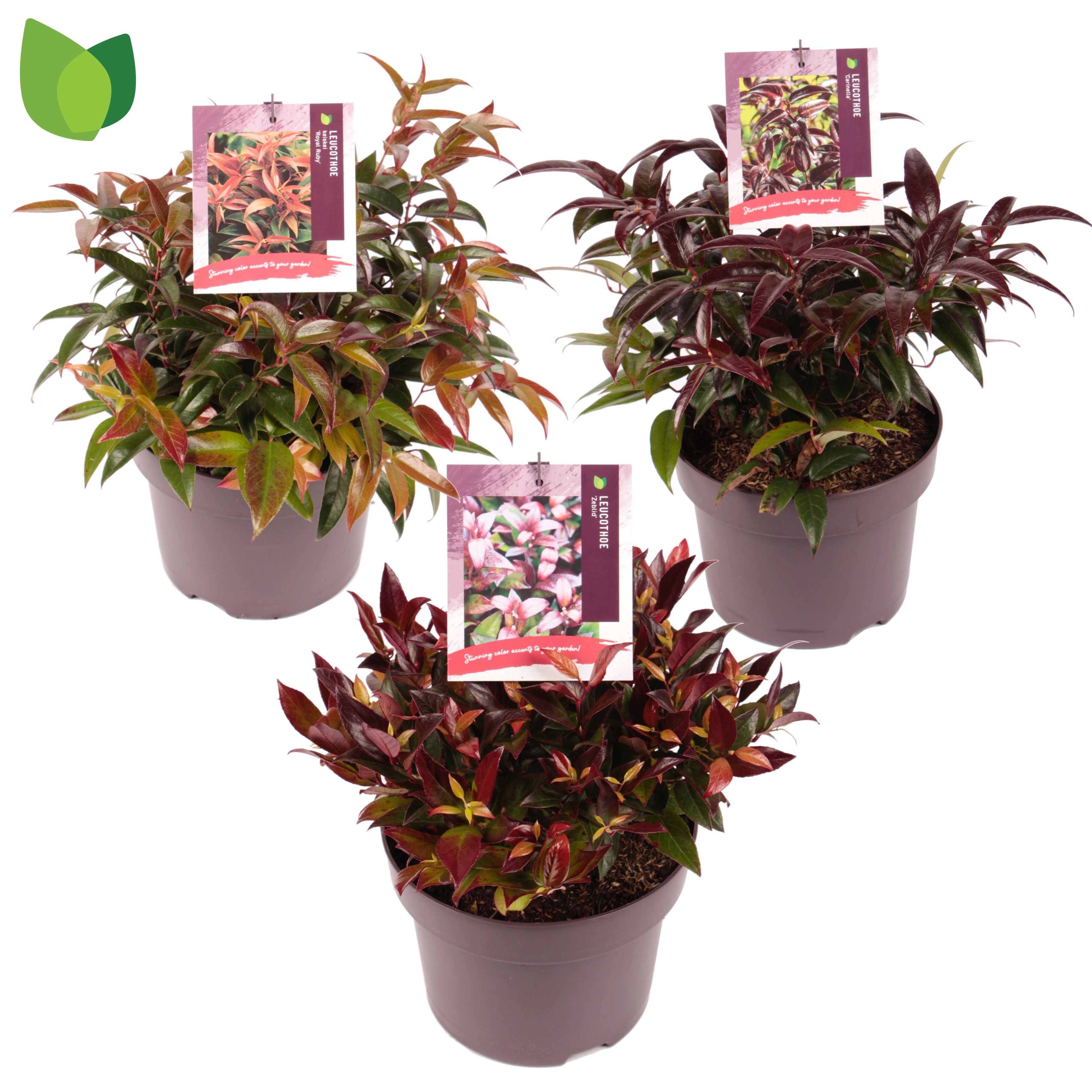 Picture of Leucothoe in varieties P23 (5 Ltr) 30CM (LOOSE)