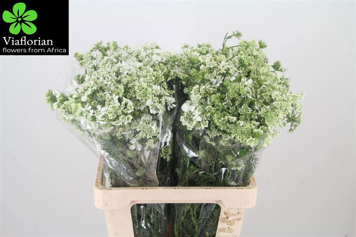 Orlaya Grandfl White 60cm
