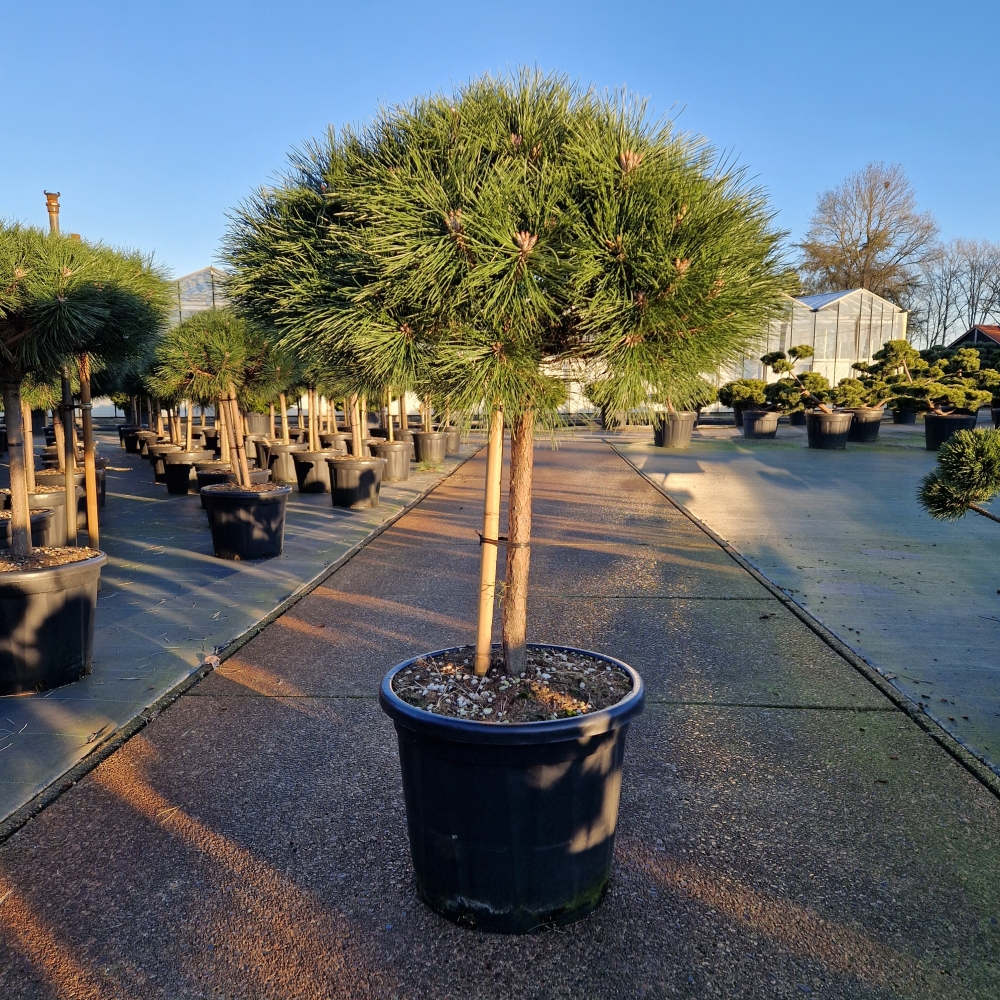 Picture of Pinus nigra Brepo C45 50/STD (LOOSE)