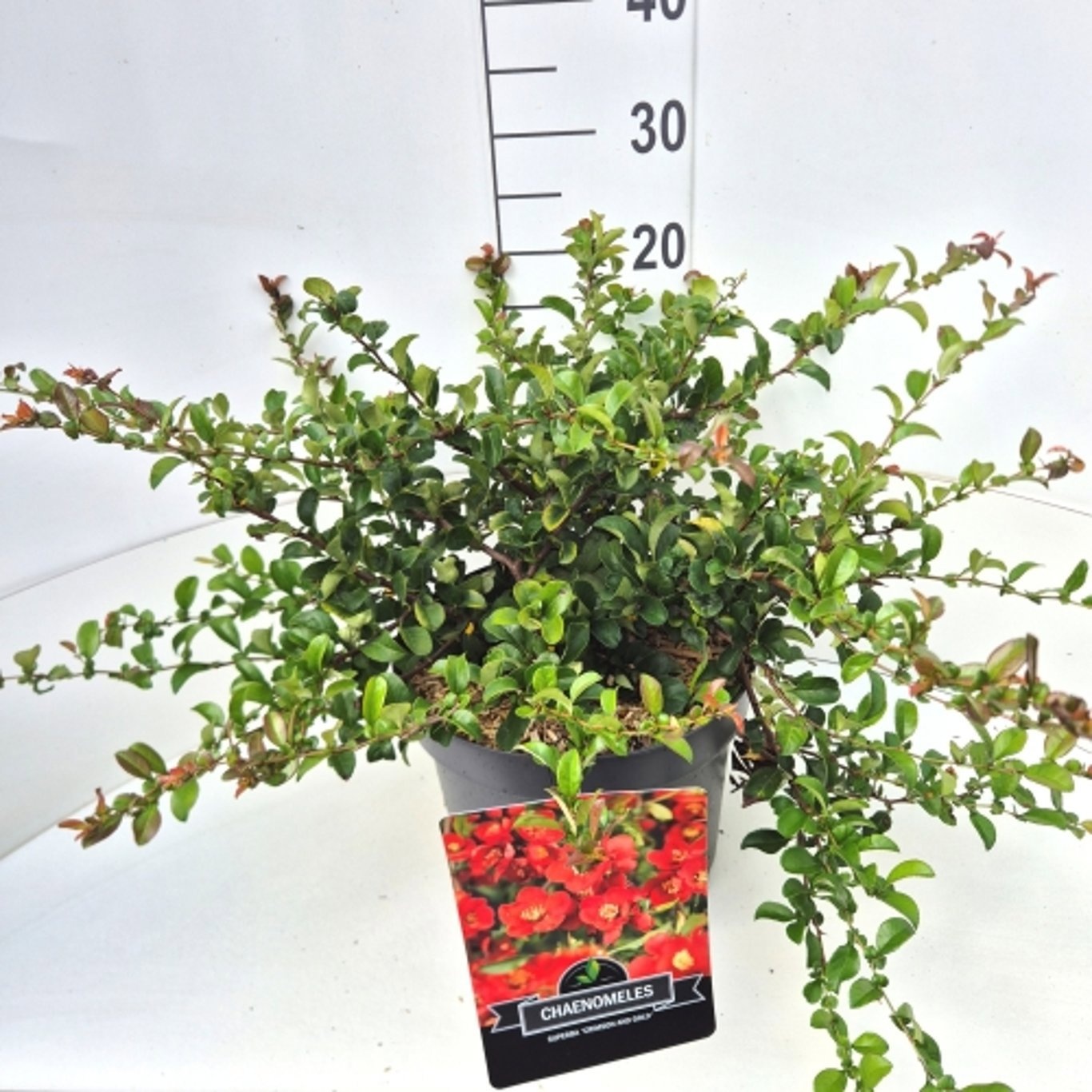 Chaenomeles superba 'Crimson and Gold'
