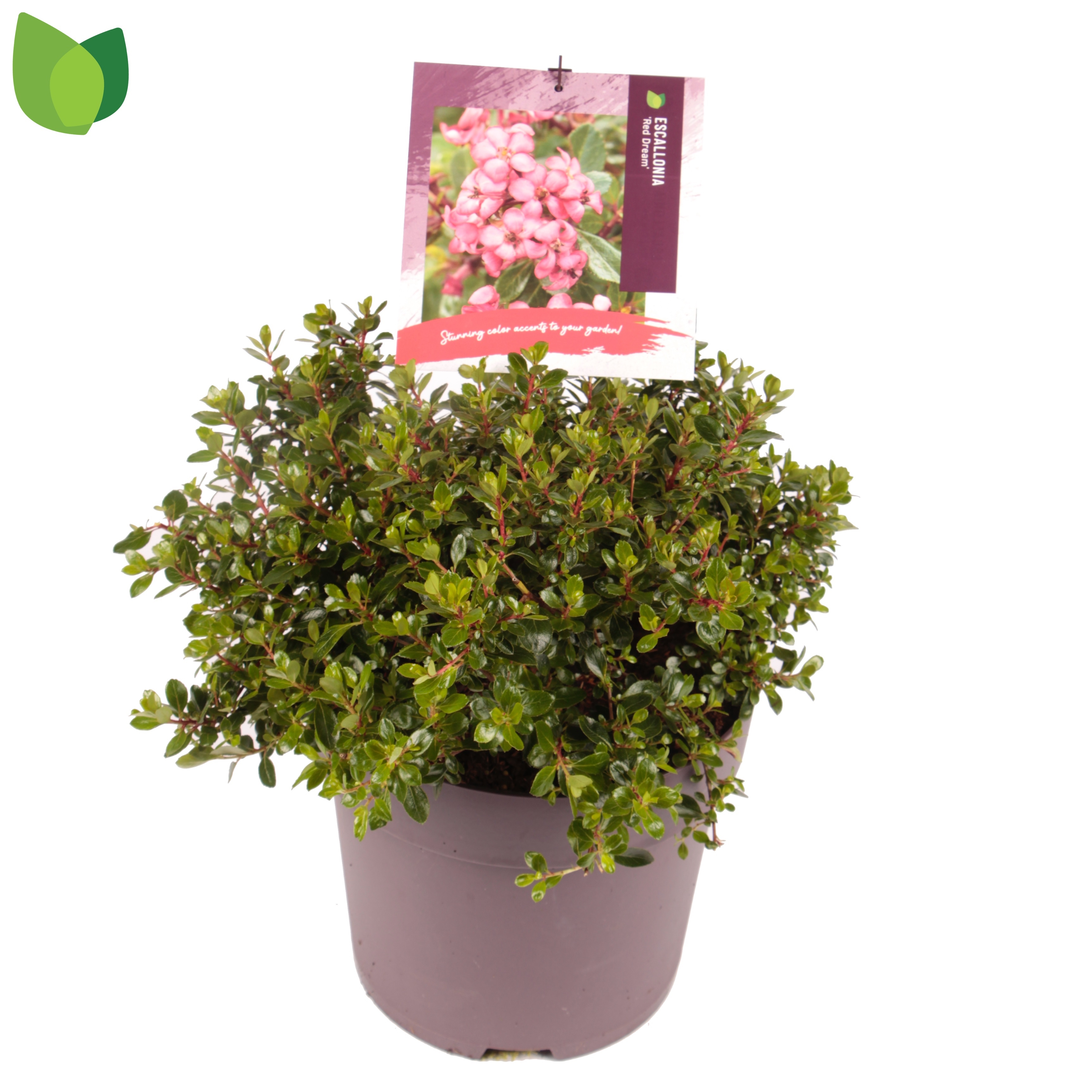 Picture of Escallonia Red Dream P29 (10 Ltr)