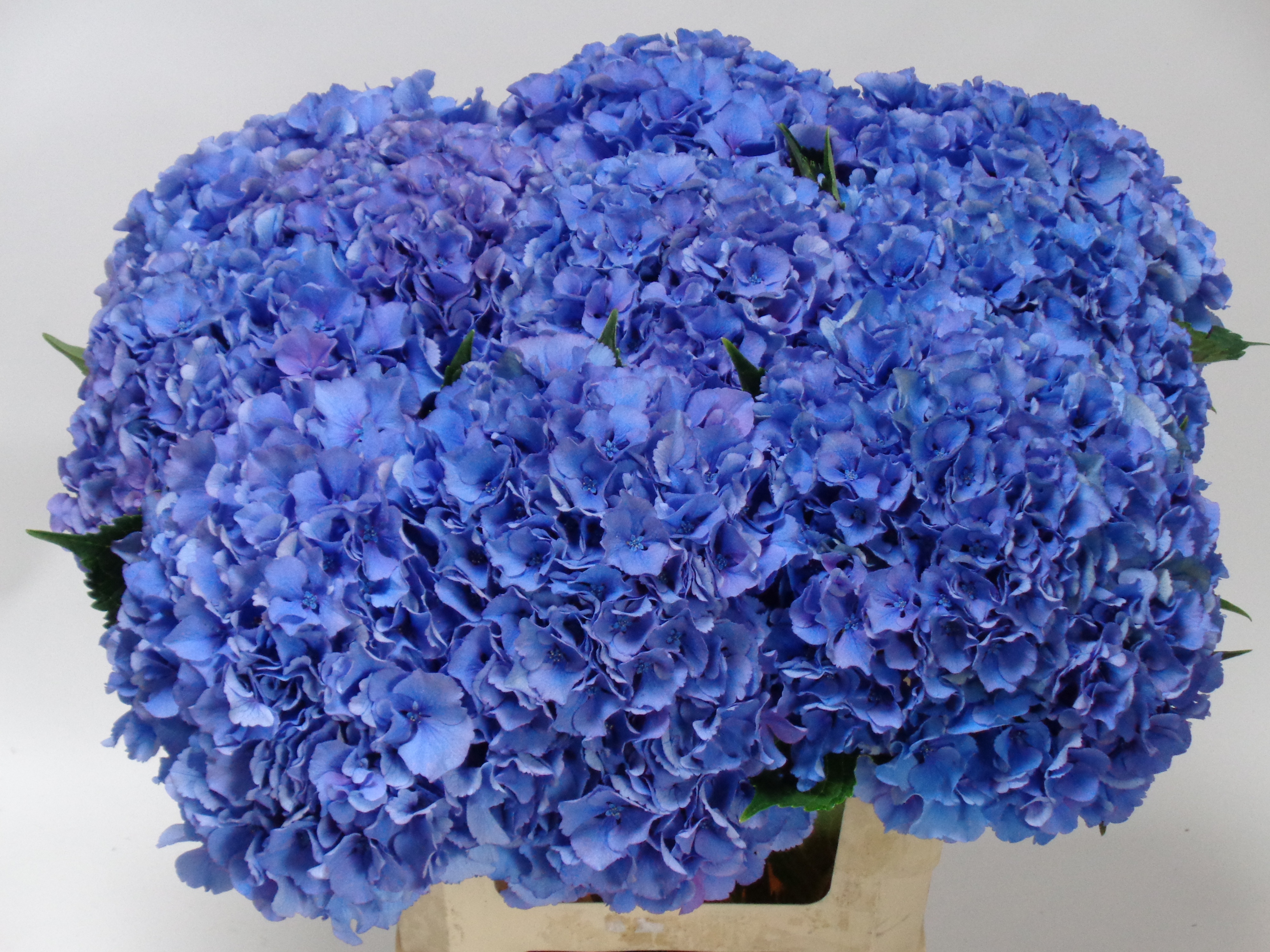 Hydrangea Royal Parade 60cm 17Ø
