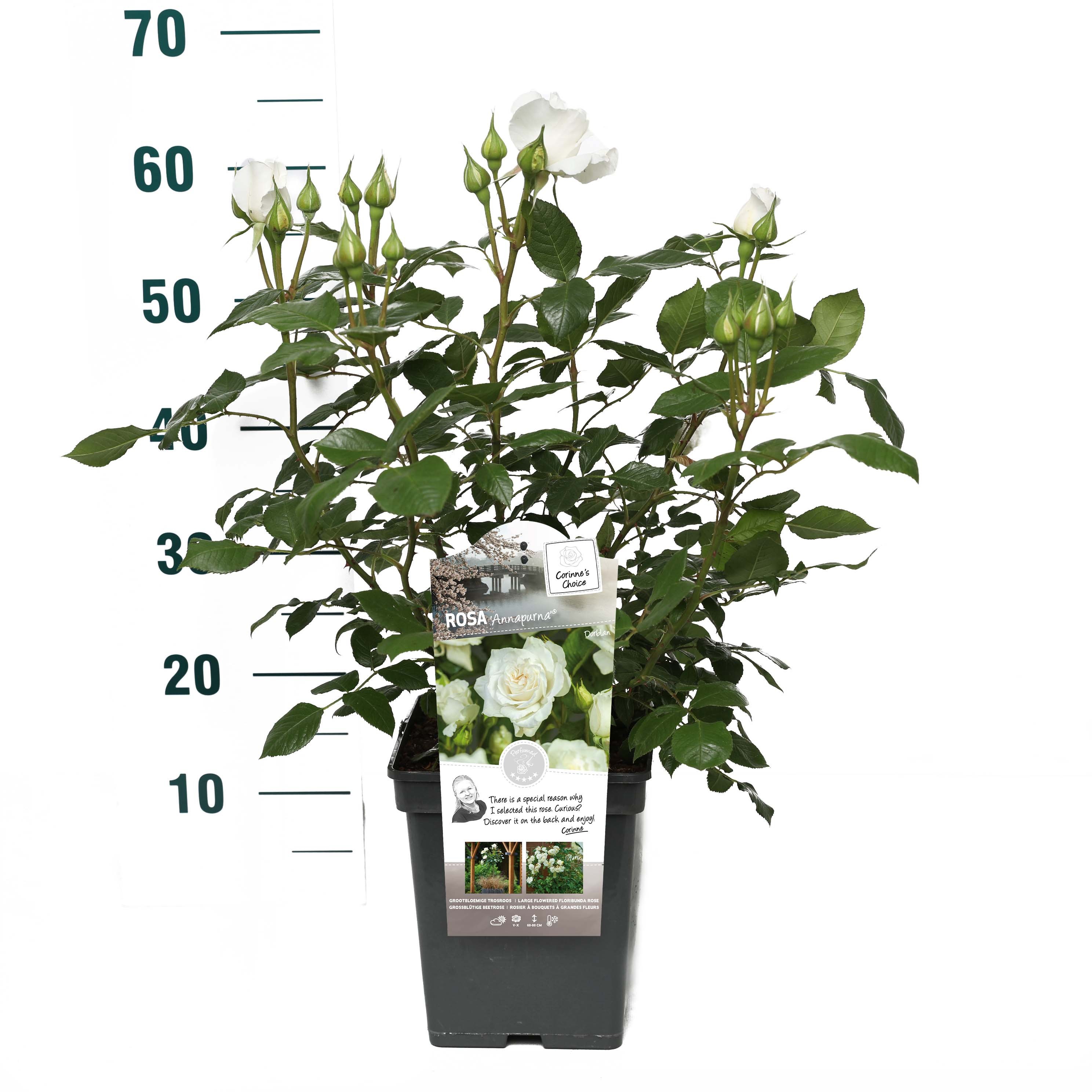 Rosa 'Annapurna' - Struik - VP5 - Categorie 3