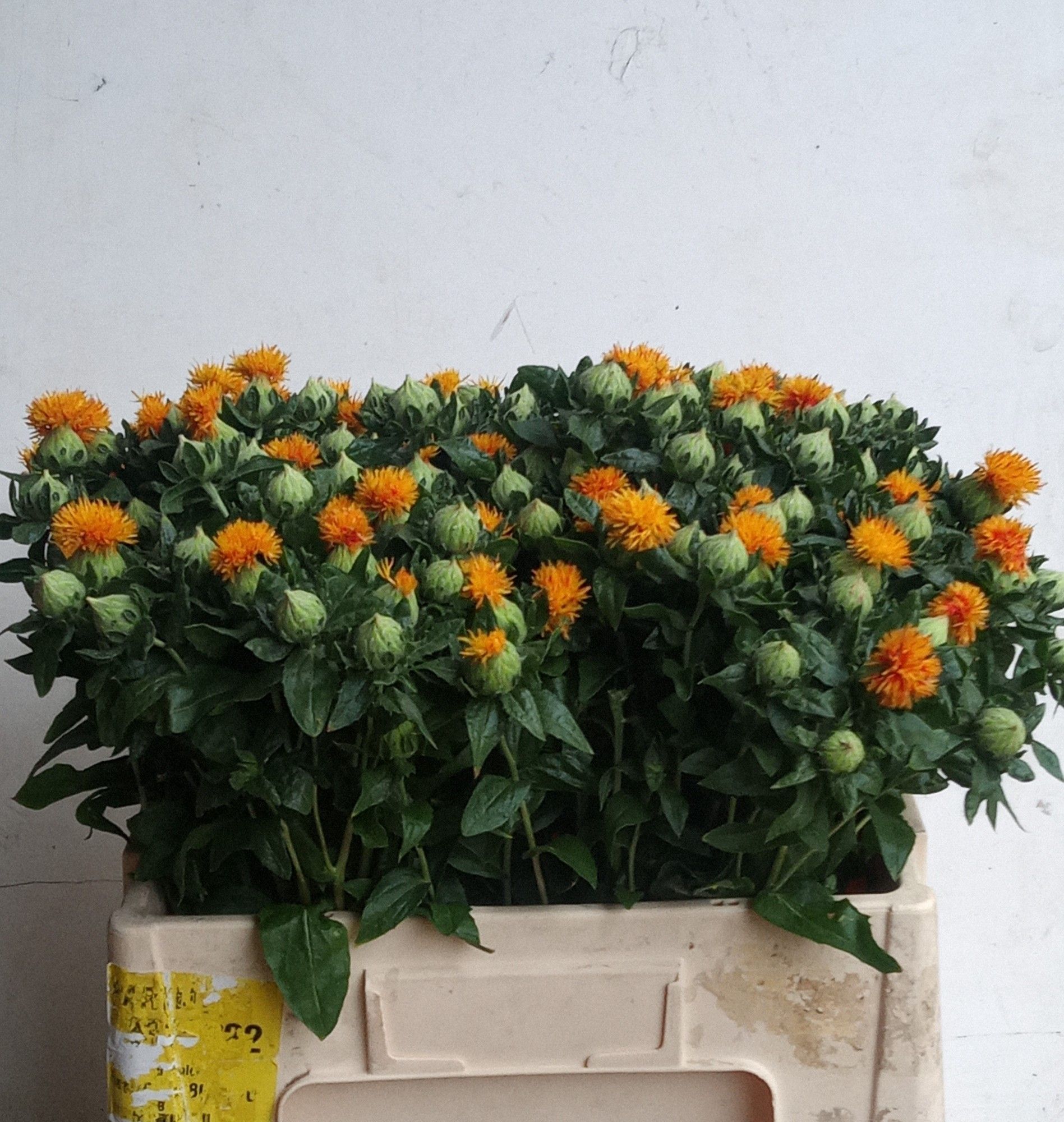 Carthamus Tinctorius 50cm