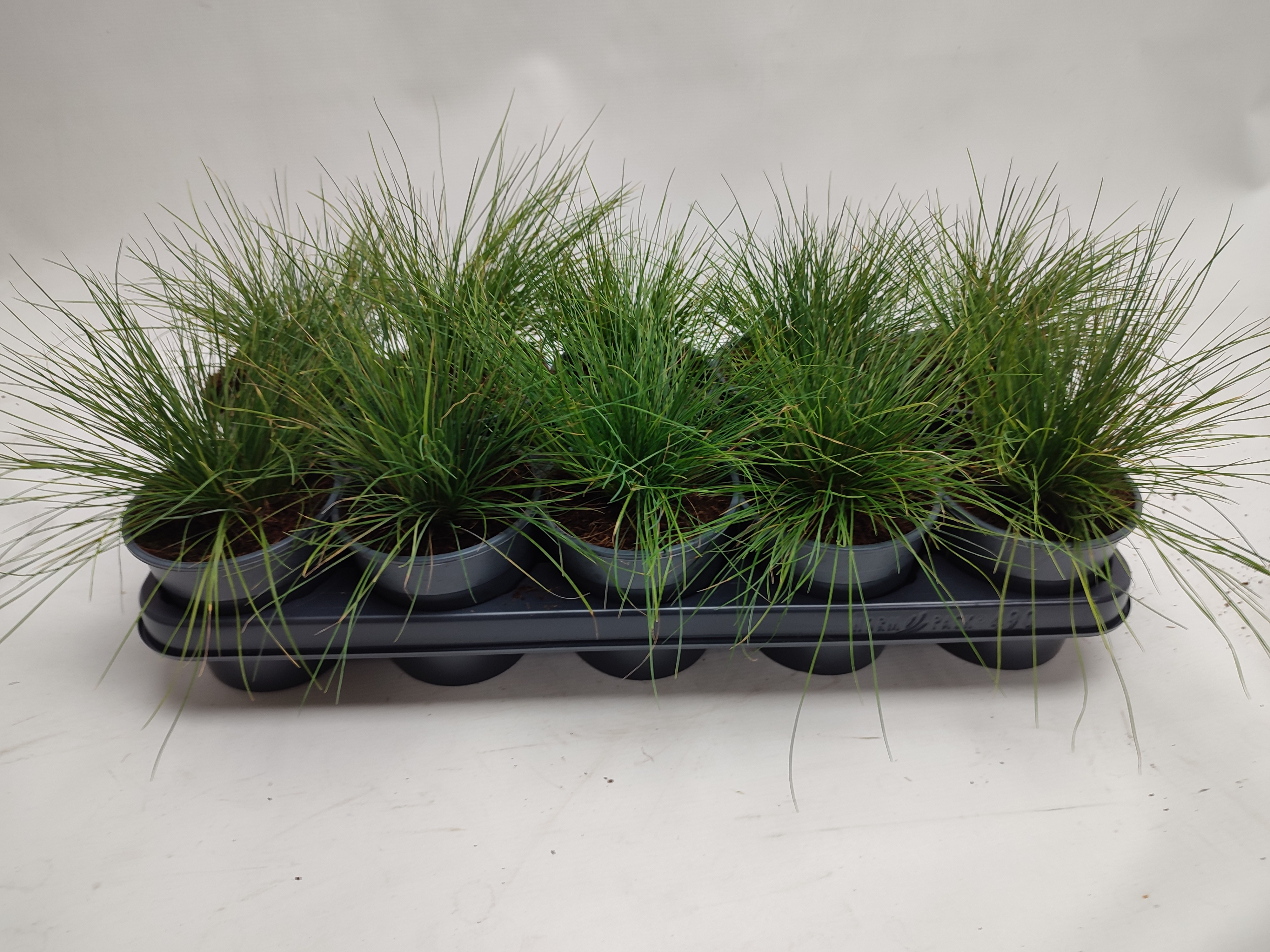 Picture of Festuca Glaucanta P12 25CM