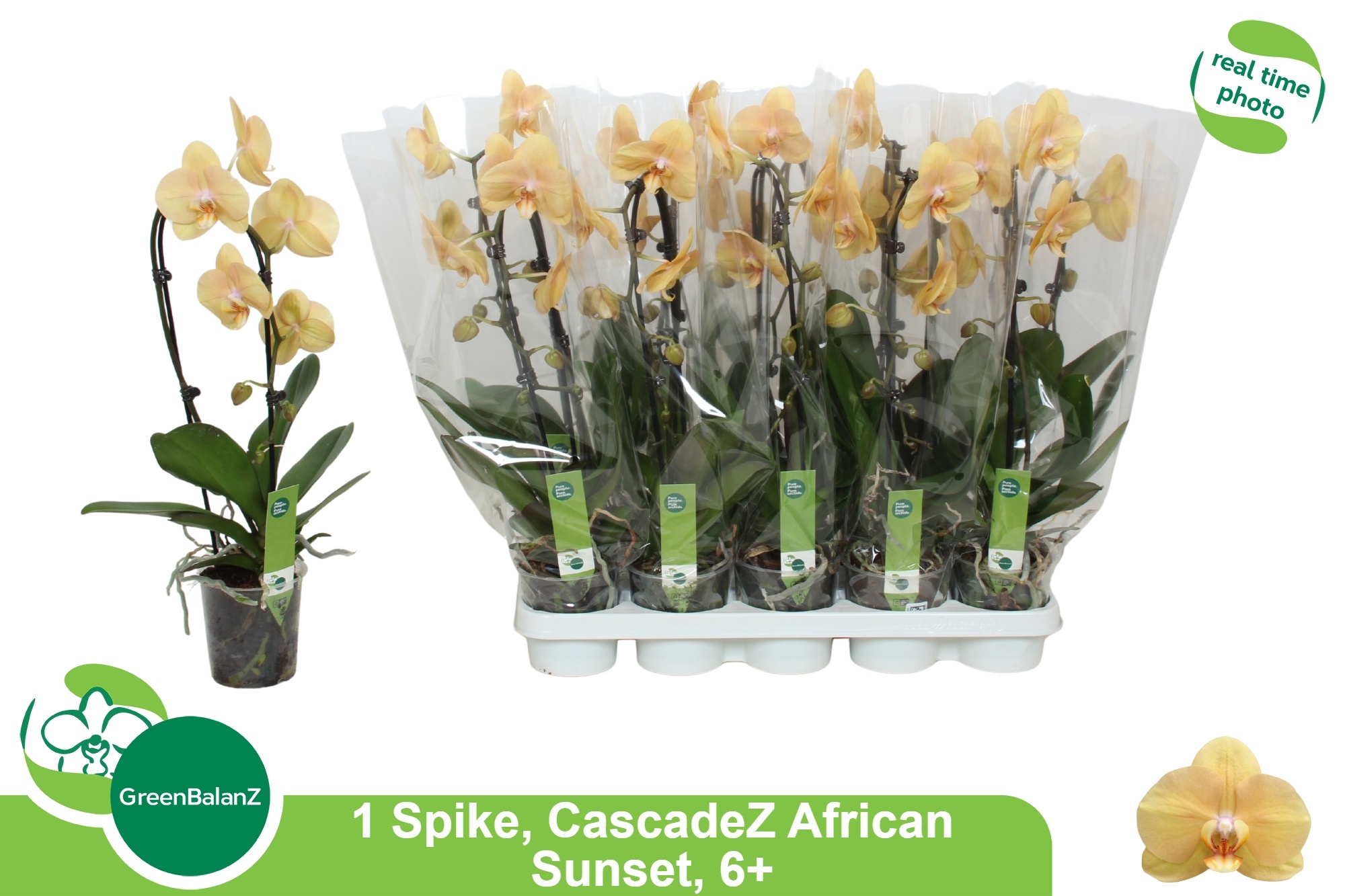 Phal El Cascade 12Ø 55cm