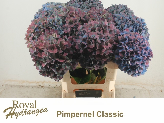Hydrangea Pimpernel Classic 60cm 19Ø