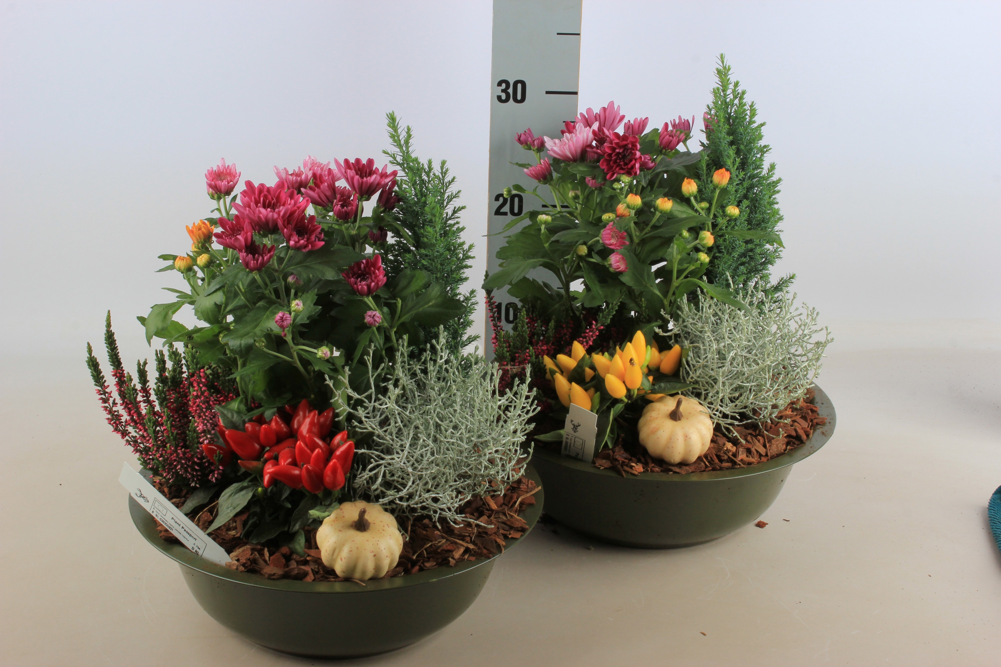 Arrangement Garden Plants 30Ø